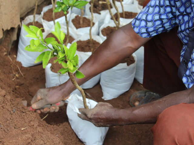 AGRIIP: A Bold 10-Year Mission to Reimagine Africa’s Agriculture